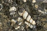 Fossil Freshwater Snails (Elimia) In Limestone - Wyoming #324608-1